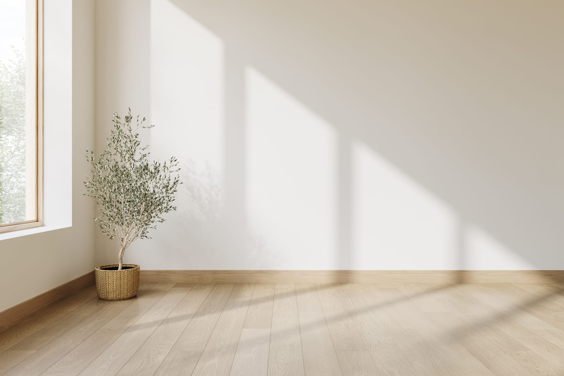 Sunlit consultation room with an olive tree in a woven basket and light oak flooring